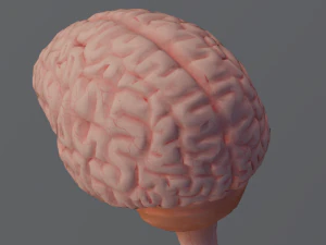 C&eacute;rebro Modelo 3D