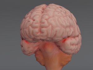 Brain Modelo 3D
