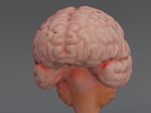 C&eacute;rebro Modelo 3D