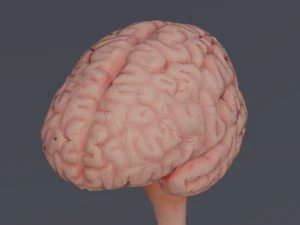 C&eacute;rebro Modelo 3D