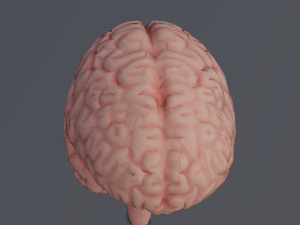 Brain Modelo 3D