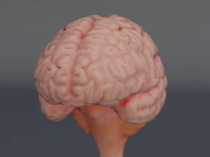 C&eacute;rebro Modelo 3D