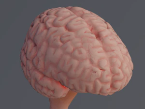 C&eacute;rebro Modelo 3D