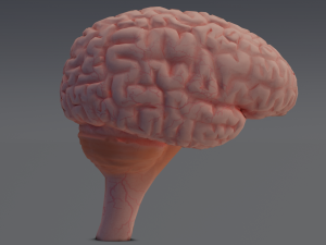 Brain Modelo 3D