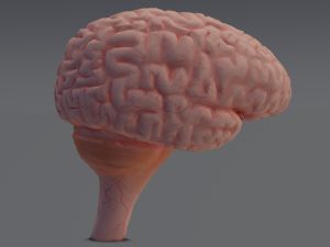 Brain Modelo 3D