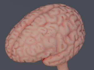 Brain Modelo 3D