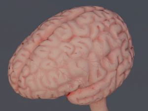 C&eacute;rebro Modelo 3D