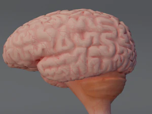 C&eacute;rebro Modelo 3D