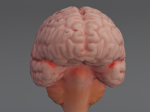 Brain Modelo 3D