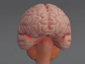C&eacute;rebro Modelo 3D