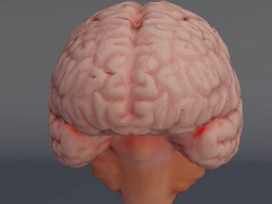 C&eacute;rebro Modelo 3D