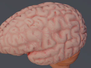 C&eacute;rebro Modelo 3D