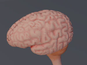 C&eacute;rebro Modelo 3D