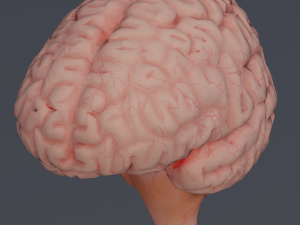 Brain Modelo 3D