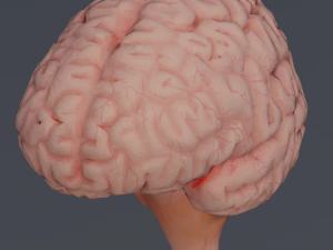 C&eacute;rebro Modelo 3D