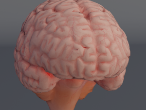Brain Modelo 3D