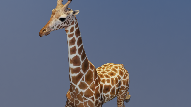 Giraffe Animated 3D 模型 .c4d .max .obj .3ds .fbx .stl .blend 