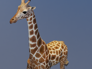 Giraffe Animated 3D Model