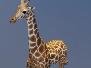 Giraffe Animated 3D Model
