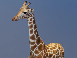 Giraffe Animated 3D Model