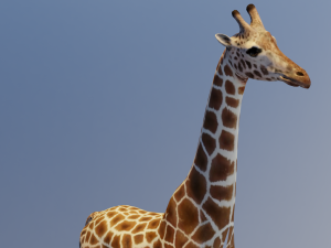 Giraffe Animated 3D 模型