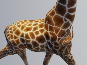 Giraffe Animated 3D 模型