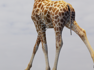 Giraffe Animated 3D 模型