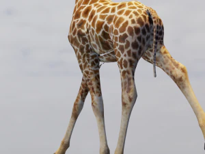 Giraffe Animated 3D Model