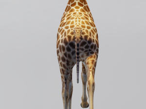 Giraffe Animated 3D 模型