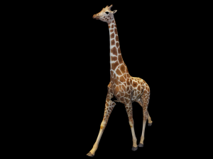 Giraffe Animated 3D 模型