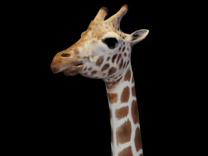 Giraffe Animated 3D Model