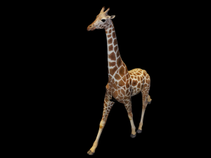 Giraffe Animated 3D 模型