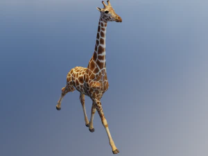 Giraffe Animated 3D Model