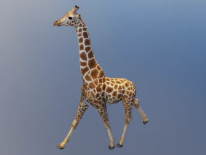 Giraffe Animated 3D Model