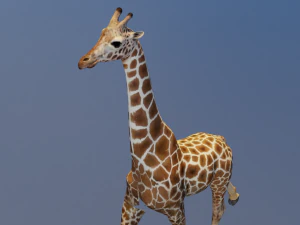 Giraffe Animated 3D Model