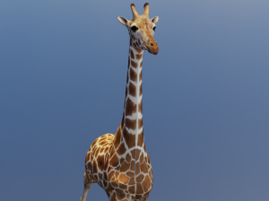 Giraffe Animated 3D 模型