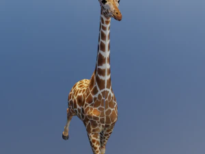 Giraffe Animated 3D Model