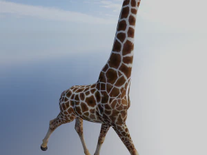 Giraffe Animated 3D Model