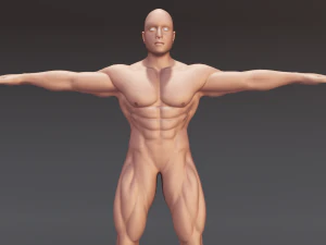 Męskiej anatomii ciała Model 3D
