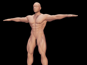 Male Anatomy Body 3D Модель