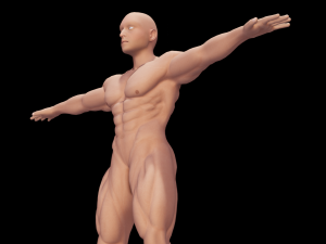 Male Anatomy Body 3D Модель