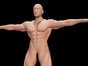 Male Anatomy Body 3D Модель