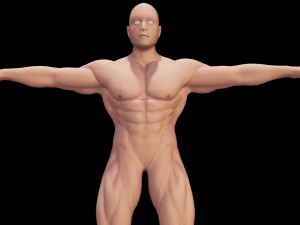 Male Anatomy Body 3D Модель