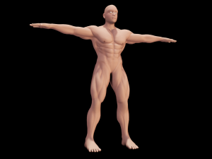 Male Anatomy Body 3D Модель