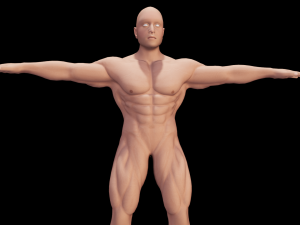 Male Anatomy Body 3D Модель
