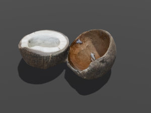 Coconut Modelo 3D