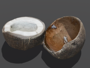 Coconut Modelo 3D