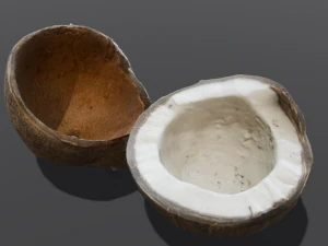 Coconut 3D Model