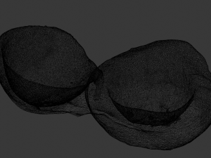 Coconut Modelo 3D