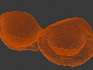 Coconut Modelo 3D